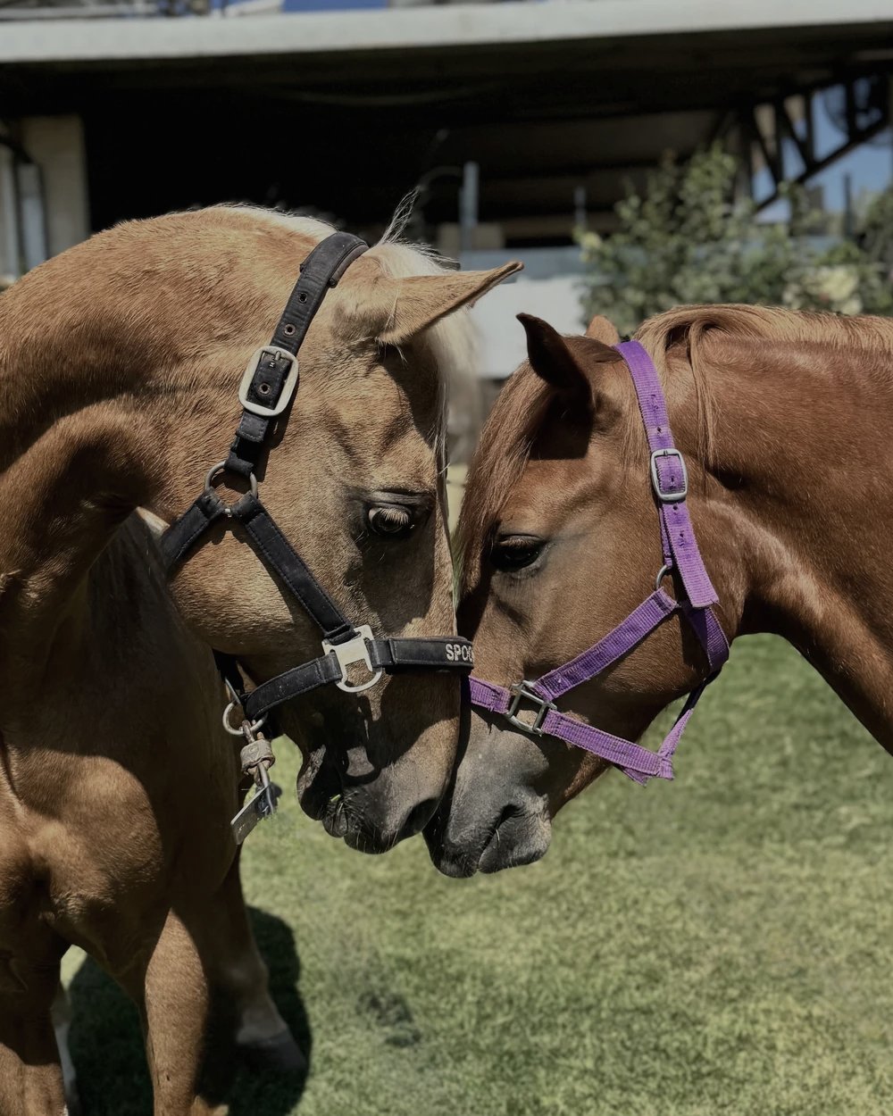 The Horses of Aviv Farm